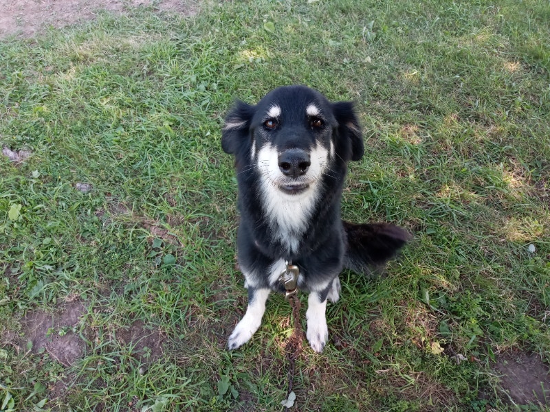 Rehome Female Dog Dogs & Puppies for Rehoming Guelph Kijiji