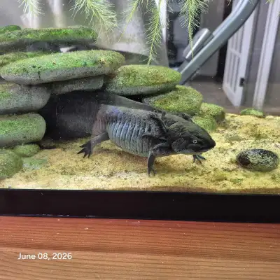 I am selling my healthy, well-cared-for pet axolotl along with its complete aquarium setup. This pre...