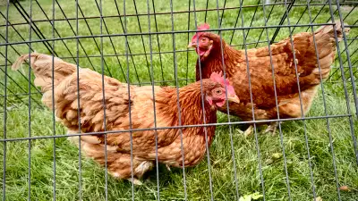 Backyard Chickens, View more