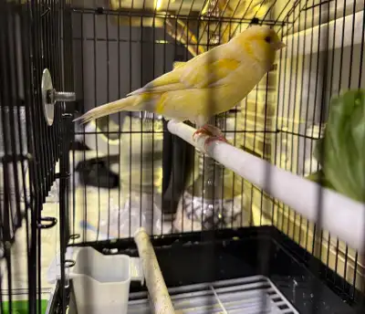 canary bird for sale, View more