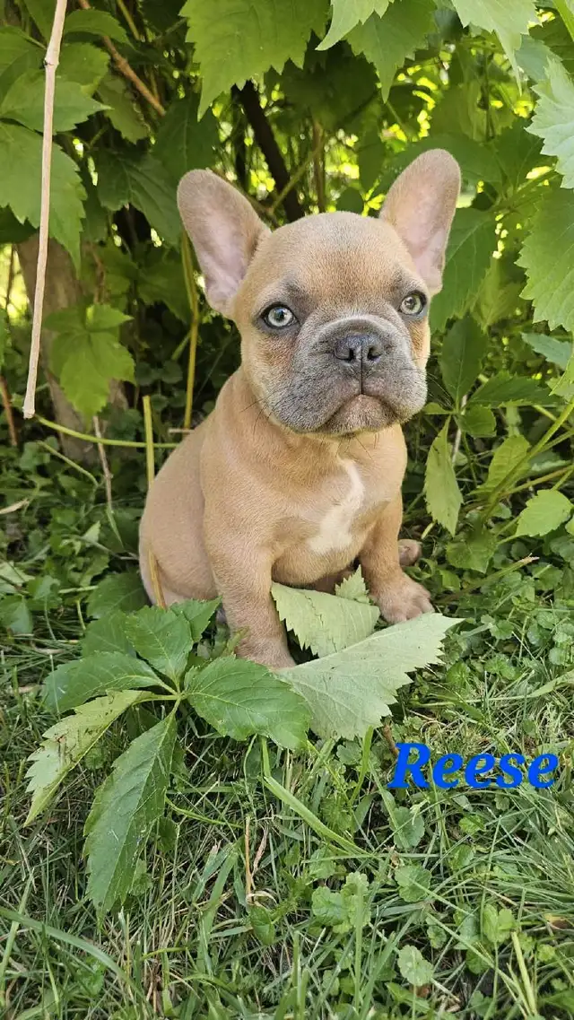 Super Cute French bulldogs for sale. in Dogs & Puppies for Rehoming in Winnipeg - Image 3