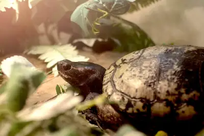LARGE TURTLE for re-homing, View more
