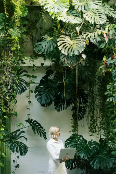 Monstera a vendre, View more