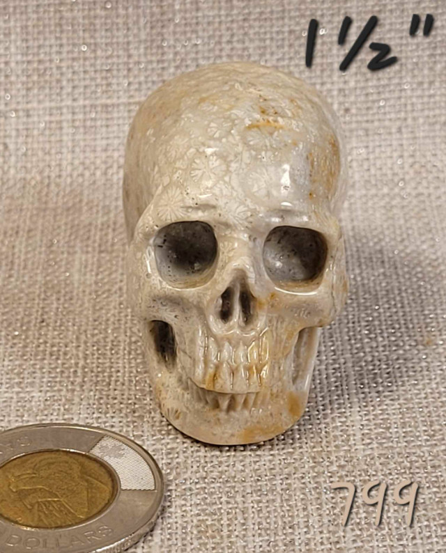 Crâne Skullis 1½" Nipomo coral fossil skull. dans Décoration intérieure et accessoires  à Laval/Rive Nord