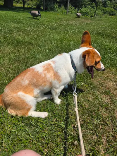 Corgi 7 month old, View more