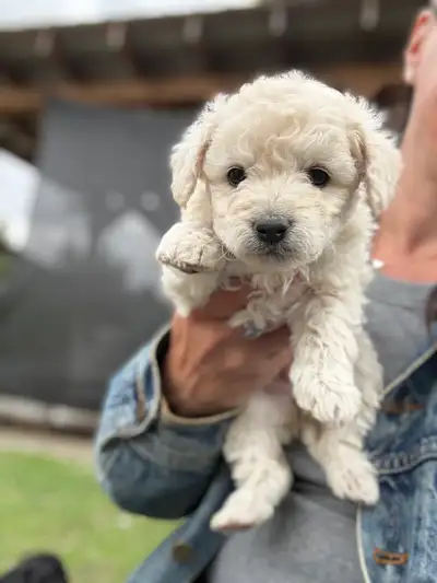 Starting summer with a new puppy is perfect because warmer days and longer light make daily walks, o...