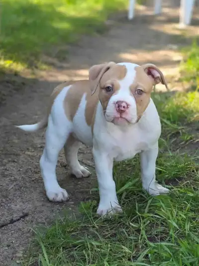 Registered Olde English Bulldogge Female Puppy Ready To Go!, View more