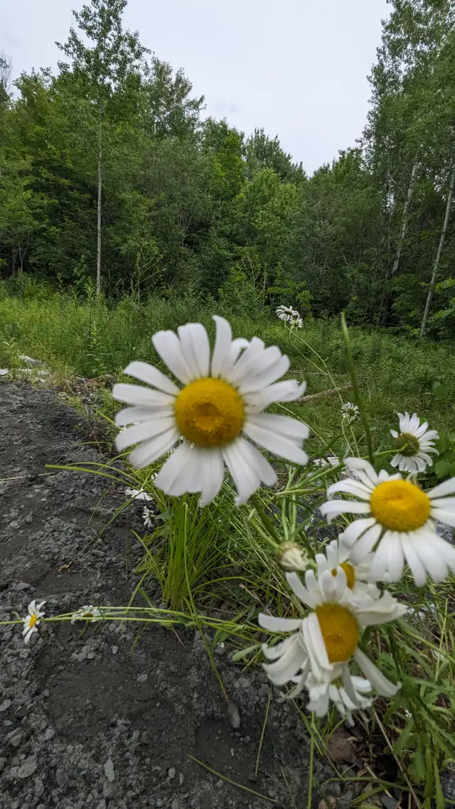 ️ Escape to Nature at Tait’s Island Retreat — Convenient, Priv in Activities & Groups in Muskoka - Image 5