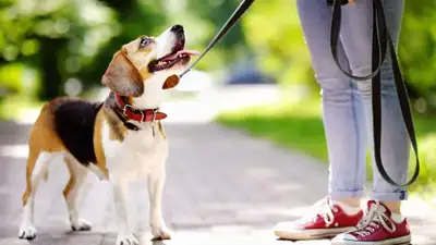 DOG WALK / PUPPY/ DOG TRAINER , View more