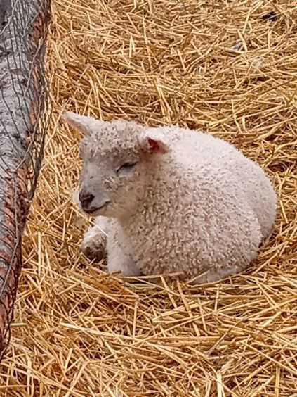 Ahab cotswold/east fresian ram lamb in Livestock in Terrace