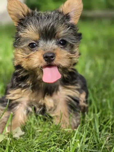 Yorkie Puppies – Only 4–5 lbs Full Grown!, View more