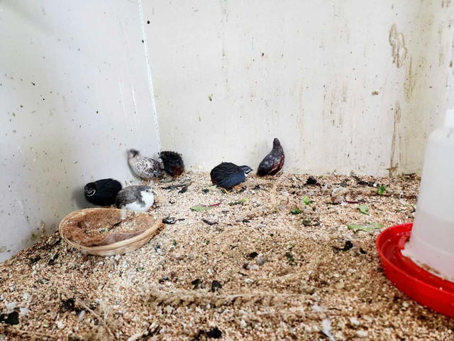 Button Quails in Birds for Rehoming in Abbotsford - Image 2