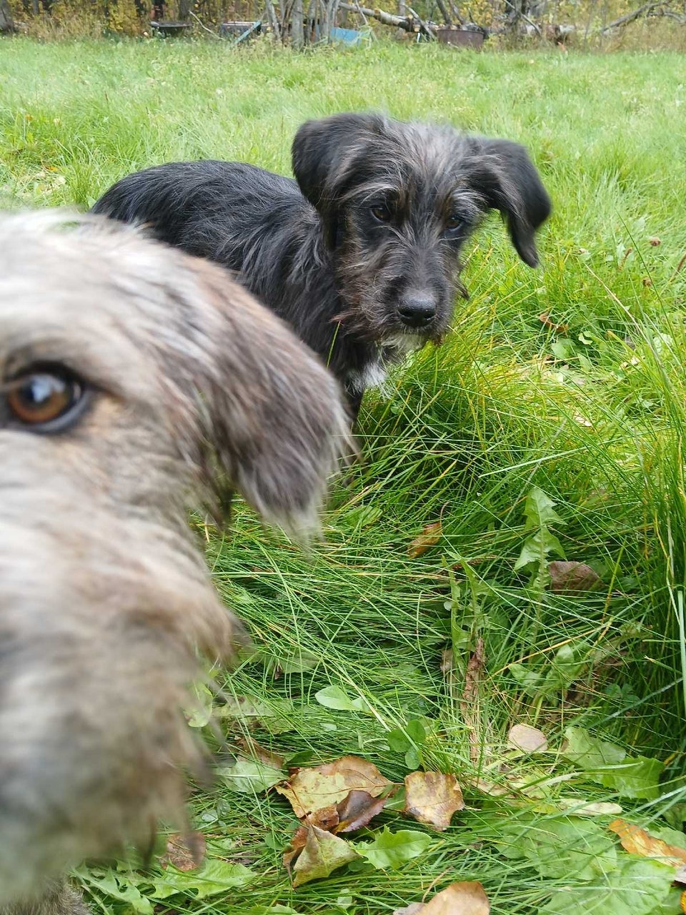 **3 male**NON SHEDDING Labradoodle Puppies | Dogs & Puppies for ...