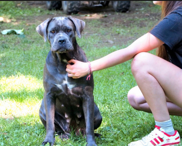 Cane Corso - Les Molosses du Nord dans Chiens et chiots à adopter  à Laurentides - Image 4