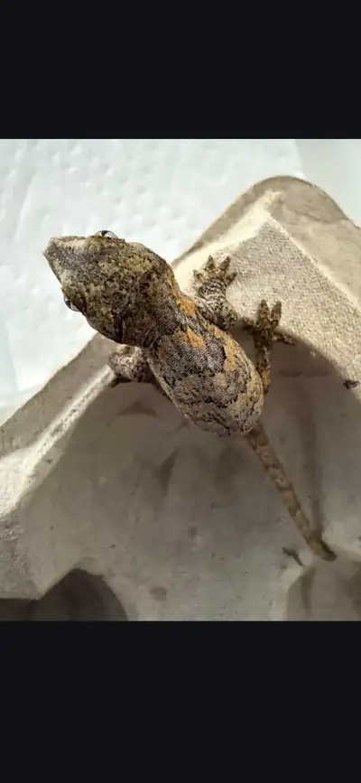 Gargoyle geckos with enclosures , View more