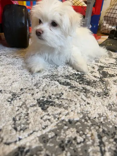 Male Maltese x Bichon Puppy Available  Hypoallergenic, View more