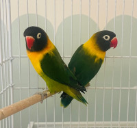 Beautiful quality breeding pair of Black masked lovebirds 
