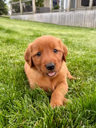 CKC Red Retriever Puppies, View more