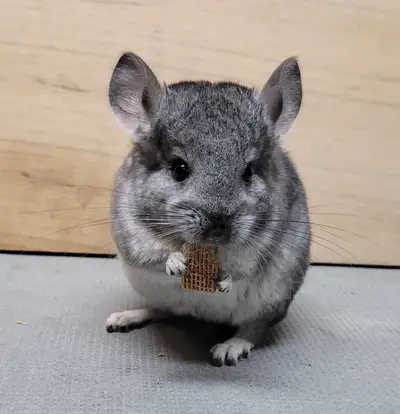 Baby Chinchilla's Starting at 125.00 and up depending on fur quality, bloodlines etc Standard M\F, B...
