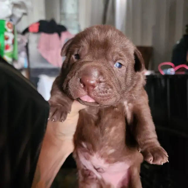 Sharpei cross pups looking for their forever home. in Dogs & Puppies for Rehoming in Edmonton - Image 4