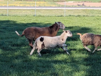 Katahdin ram (male) lambs for sale