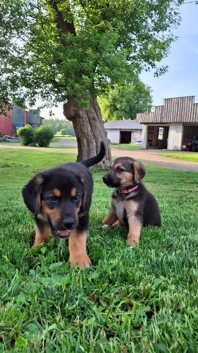 German Shepherd × Beagle Puppies, View more