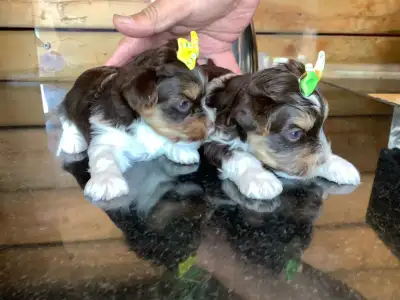 WONDERFUL SMALL PUPPIES YORKSHIRE BIRO, View more