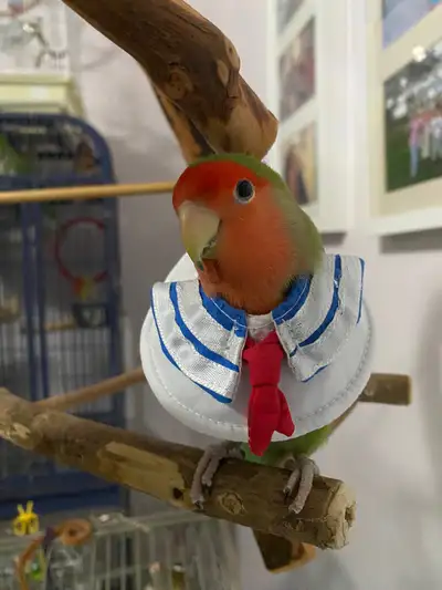 Bird sitting/boarding service, View more