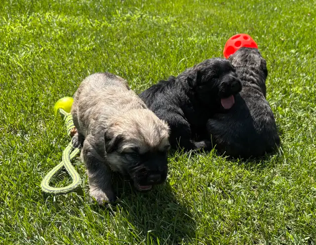 chiot Bouvier des Flandres in Dogs & Puppies for Rehoming in Saint-Hyacinthe - Image 9