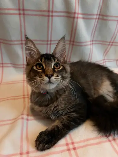 Adorable Maine Coon Kitten, View more