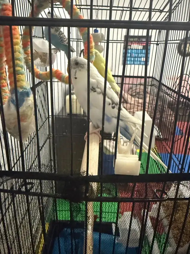 4 healthy birds for sale in Small Animals for Rehoming in Mississauga / Peel Region - Image 5
