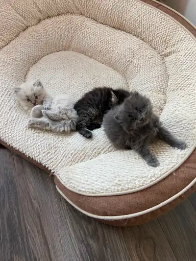 Chatons persan x angora, View more