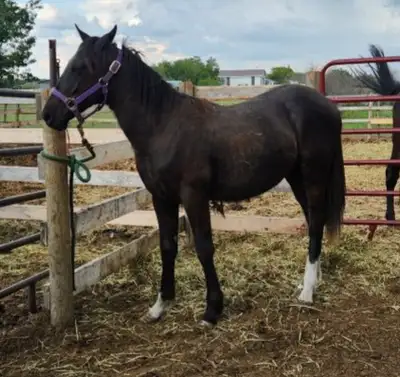 2024 grade qarter horse black stud colt for sale, View more
