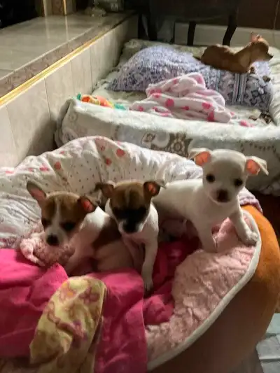 2 tiny male chihuahuas for sale, View more