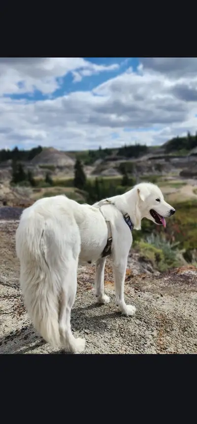Great pyrenees mix to be rehomed, View more