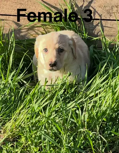 Puppies looking for new forever homes- we have 3 female and 1 males available. Mom is an Australian...