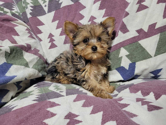 1 beautiful merle yorkie puppy left in Dogs & Puppies for Rehoming in Kitchener / Waterloo