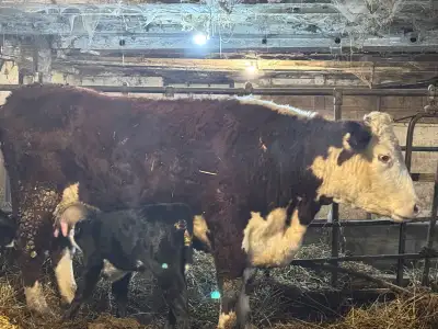 5 year old Hereford calf with a week old sim angus bull calf at her side. She’s had 3 calves easy to...