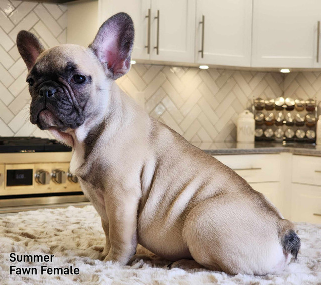 Gorgeous  Pure French Bulldog Babies in Dogs & Puppies for Rehoming in Prince George