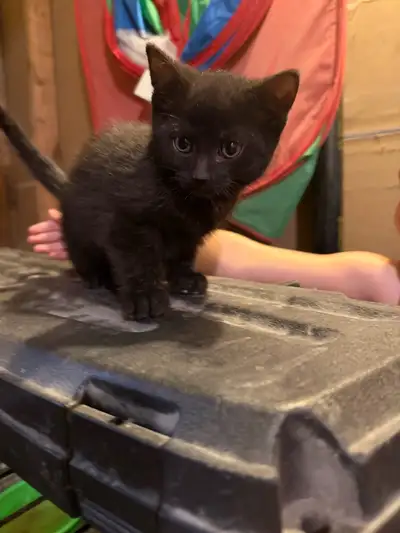 reste 1 chaton femelle à la réservation , View more