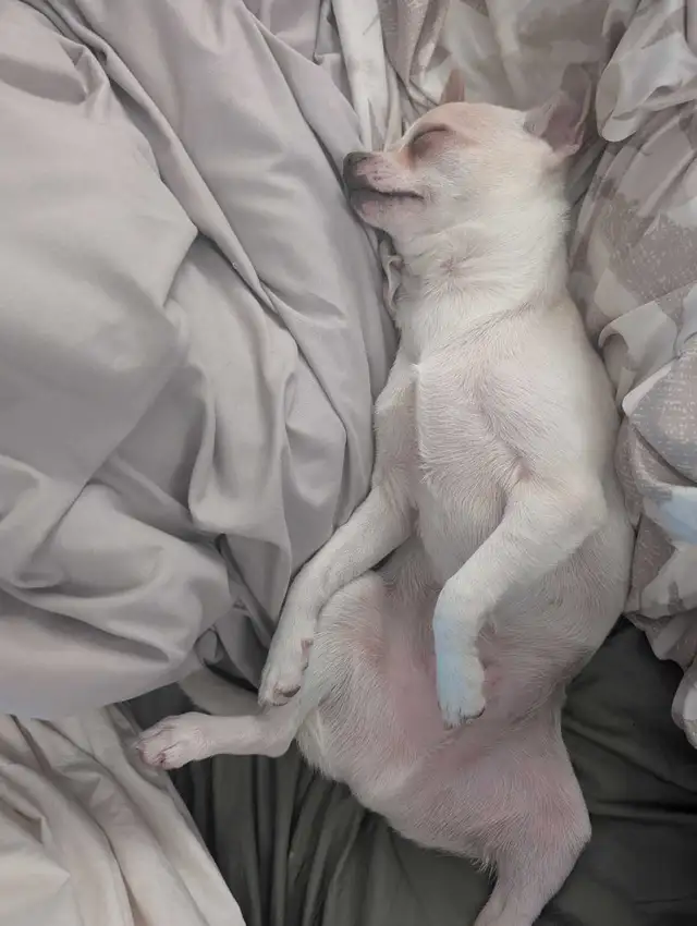 Chihuahua mâle in Dogs & Puppies for Rehoming in Drummondville - Image 5