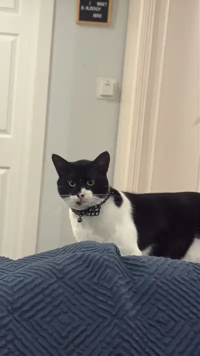 Cute, Playful Cat Looking for a Forever Home, View more