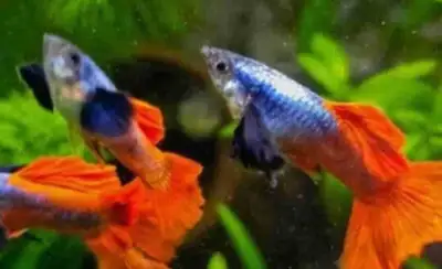 Platinum red tail Dumbo ear guppy fry, View more