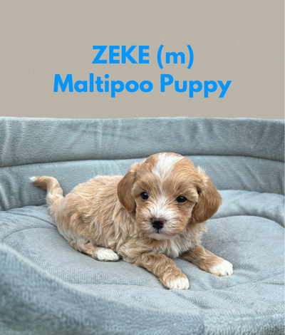 Teacup/Toy Size Maltipoos, View more