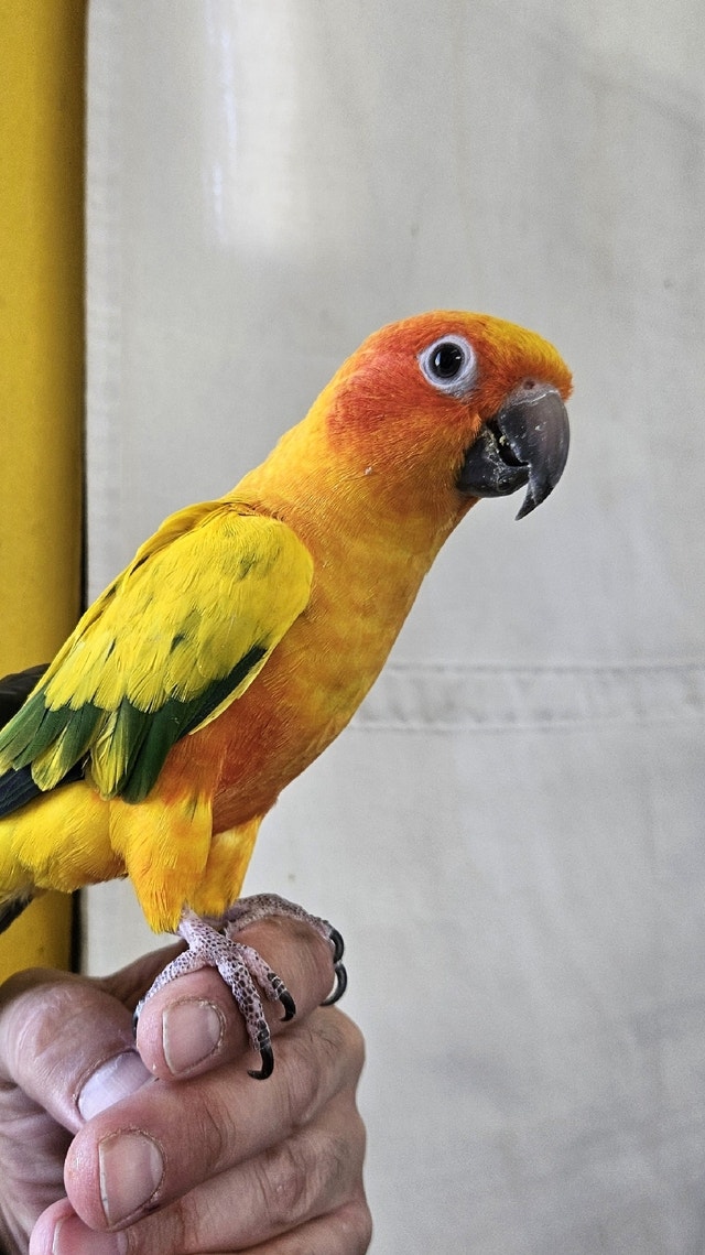 Friendly Sun Conure for sale Birds for Rehoming City of Toronto