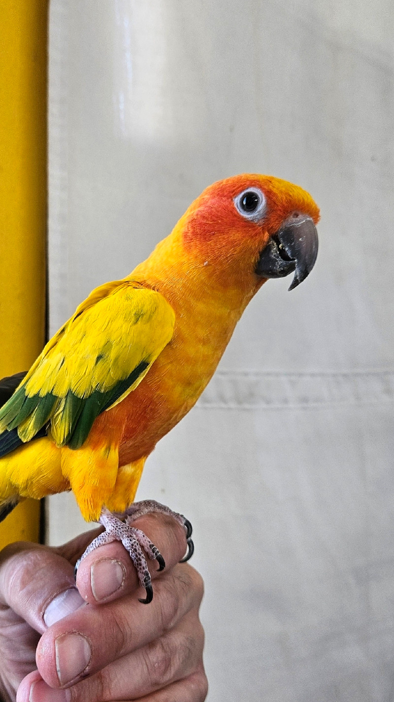 Friendly Sun Conure for sale | Birds for Rehoming | City of Toronto