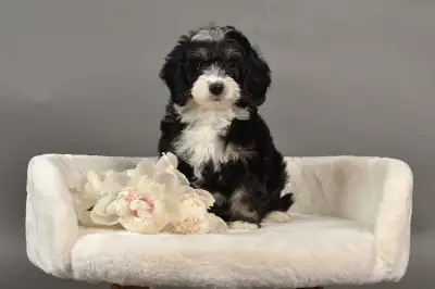 Beautiful Mini Bernedoodles, View more