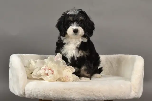 Beautiful Mini Bernedoodles in Dogs & Puppies for Rehoming in Kitchener / Waterloo - Image 2