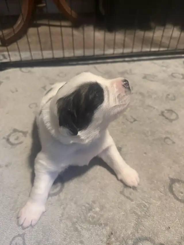 St.bernard/great pyrenees puppies for sale in Dogs & Puppies for Rehoming in Brantford - Image 8