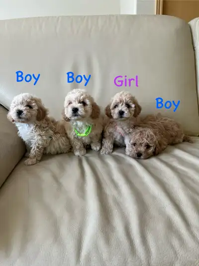 Bichon/mini poodle, View more